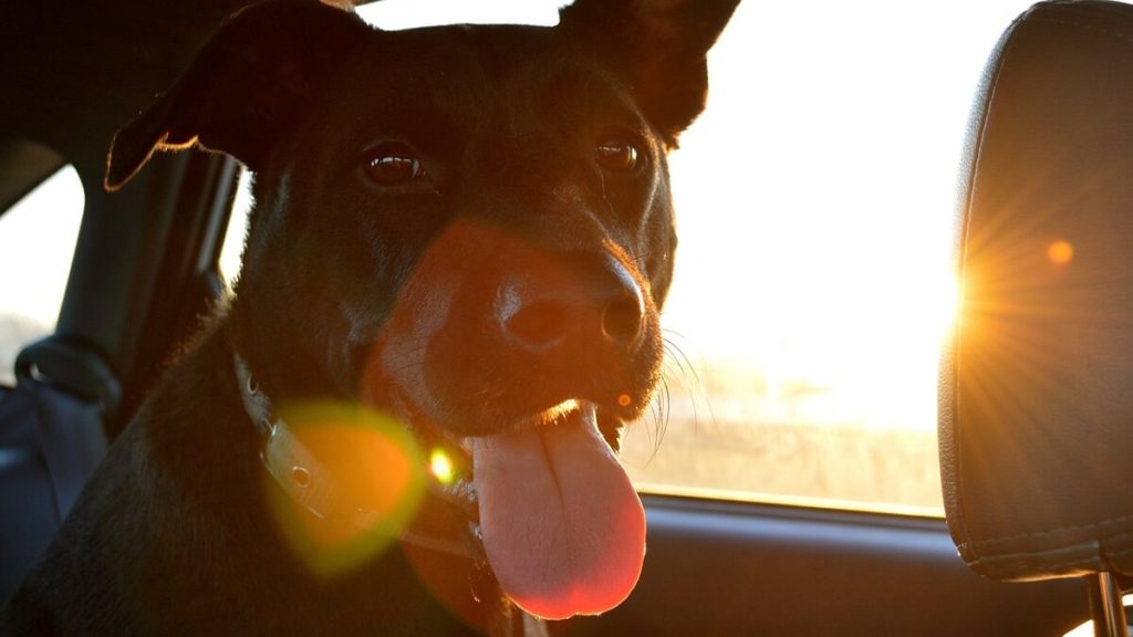 Cuidados ao viajar com o seu cão