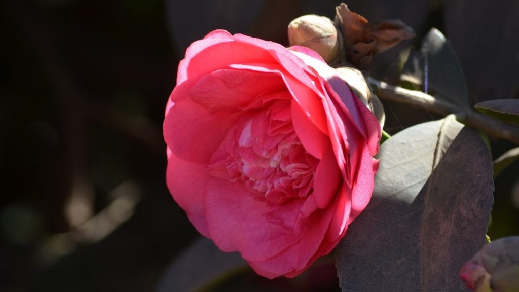 Flor em Monte Verde Minas Gerais