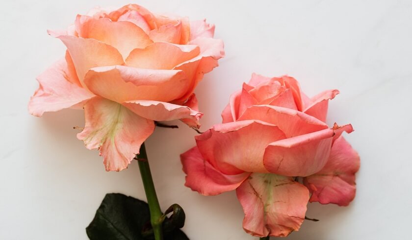Flores