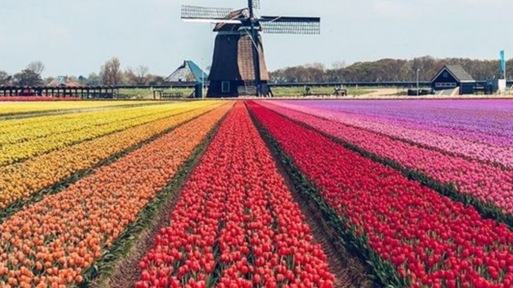 Campos de Flores em Holanda