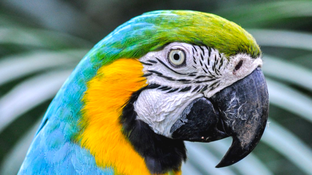 Zoológico de Pomerode