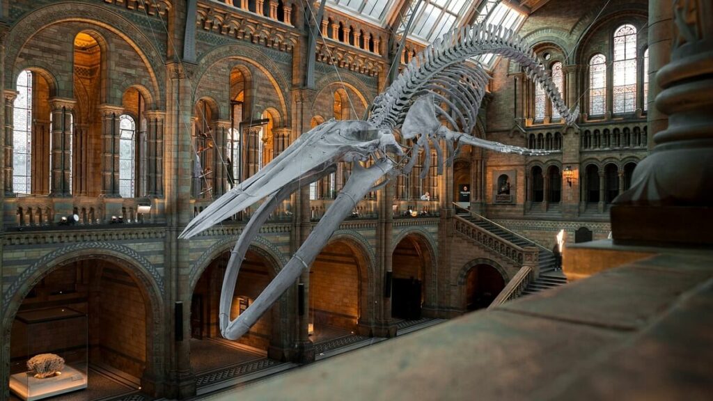 Esqueleto de uma baleia em um museu de Londres