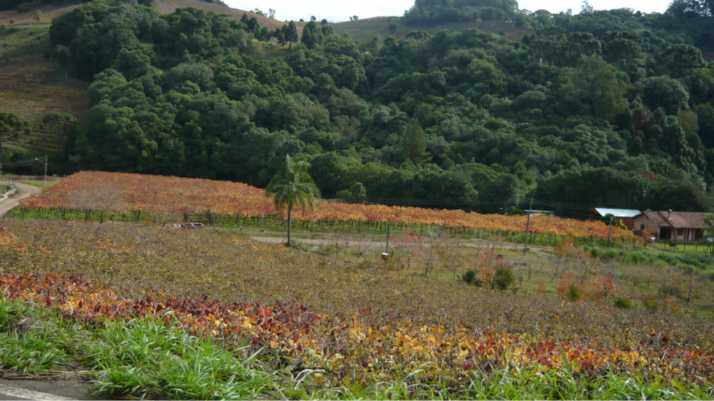 Caminhos da Colônia