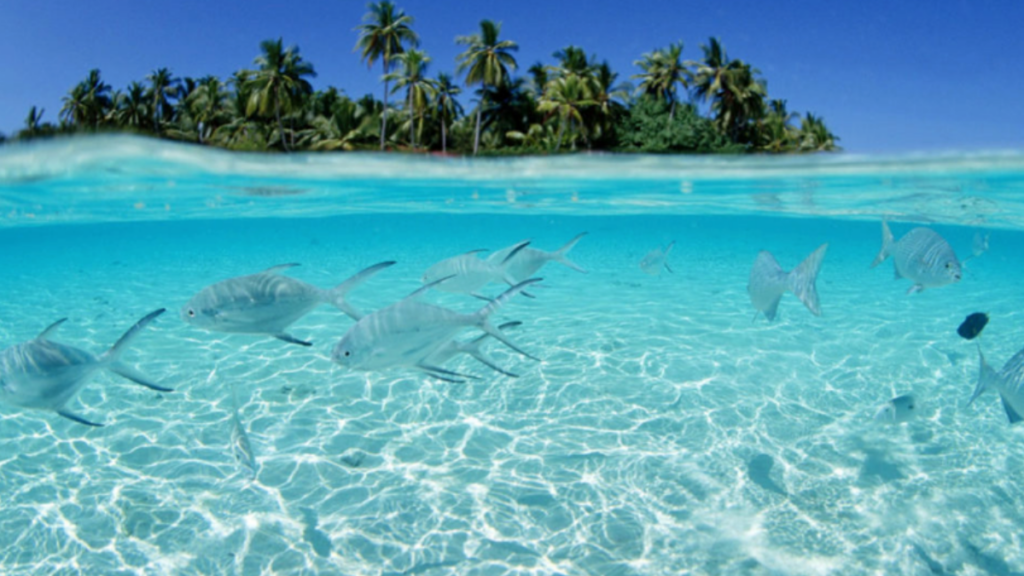 Ilha Saona