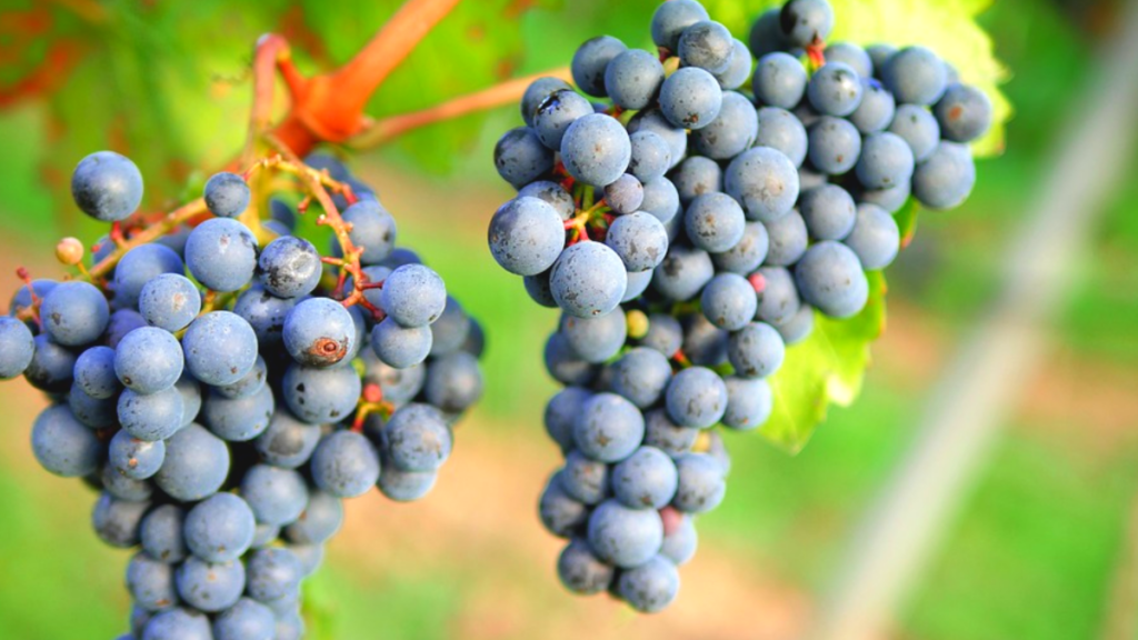 Vale Trentino - Parreira de uva