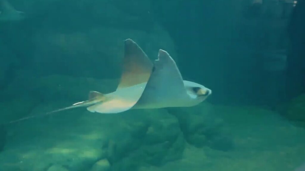 O Aquário Acqua Mundo é um dos principais atrativos da cidade!