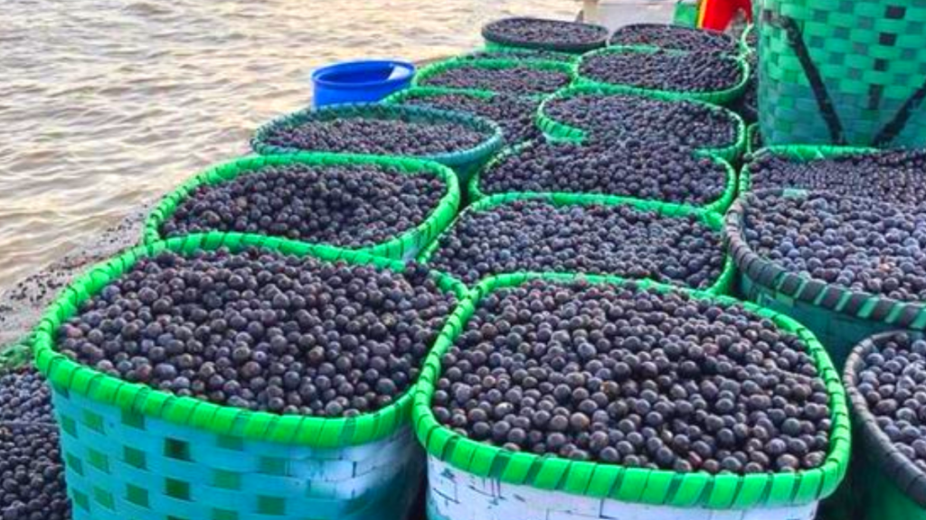 Feira do Açaí