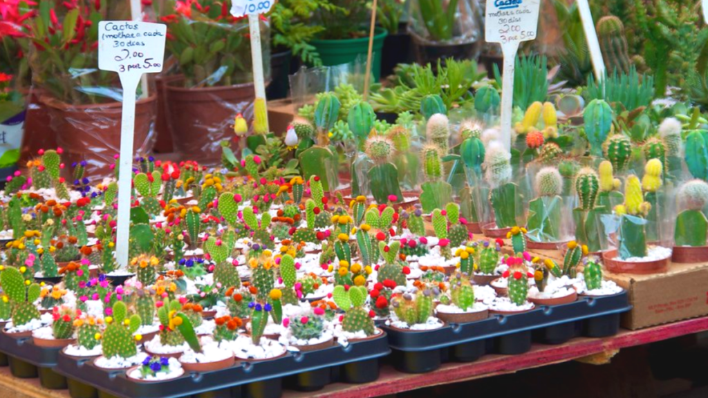 Feira do Verde