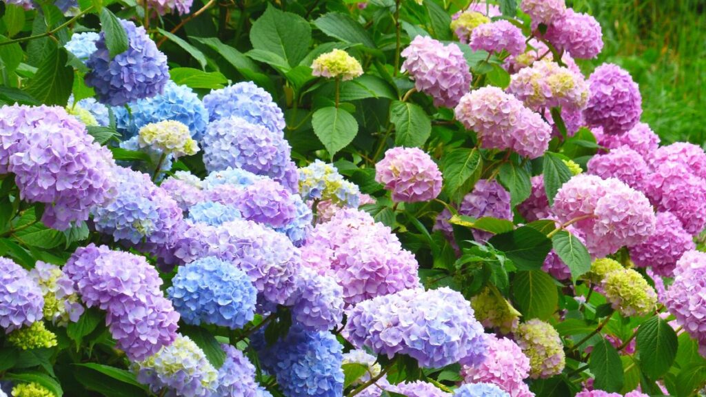 Hortênsias