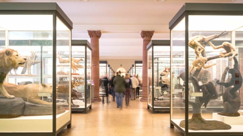 Senckenberg Natural History Museum