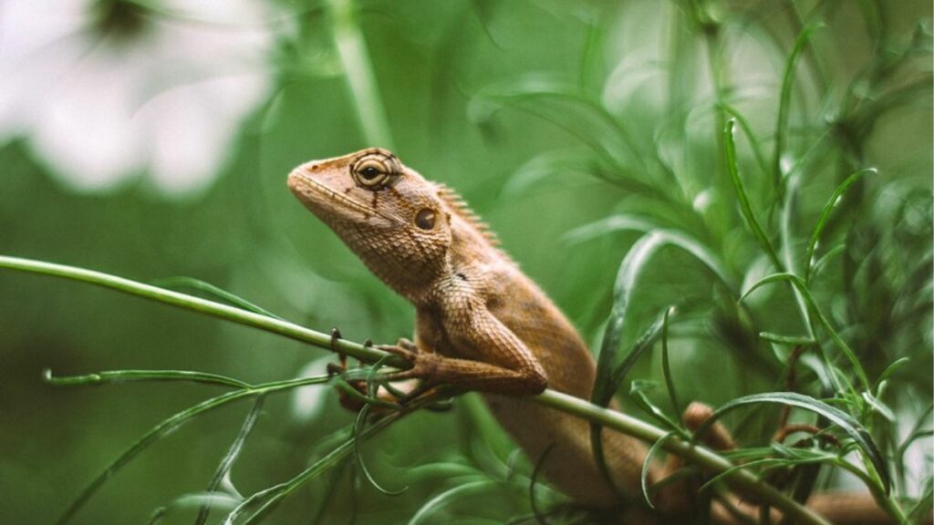 Visite as Ilhas Galápagos