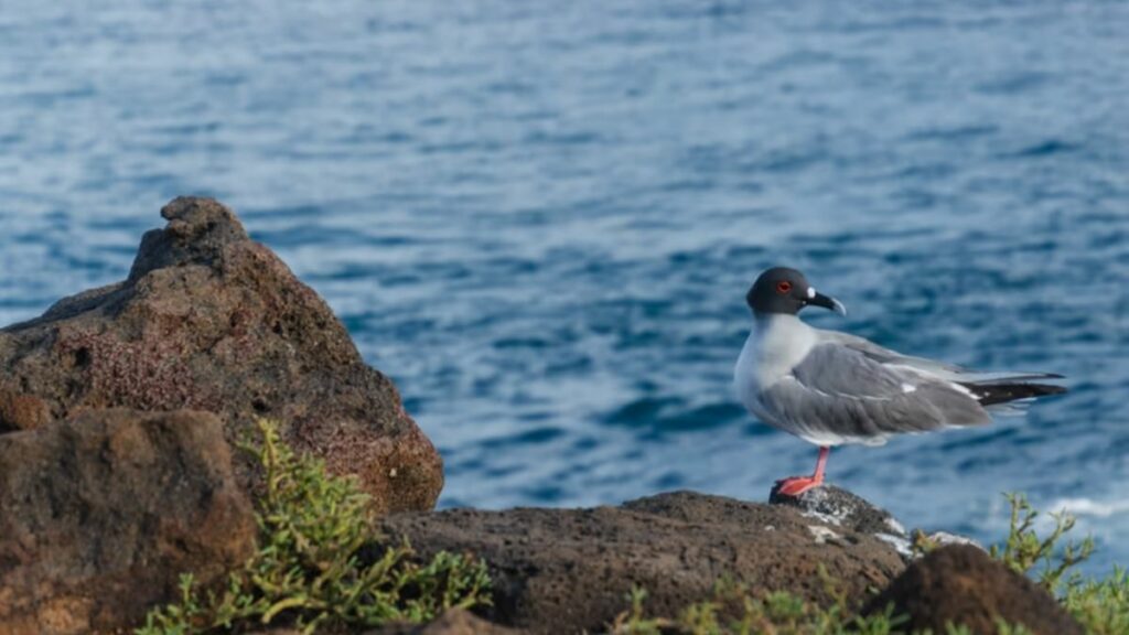 Ilha Seymour Norte