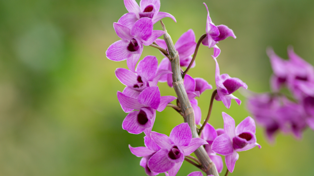 Orquidário Aguapey