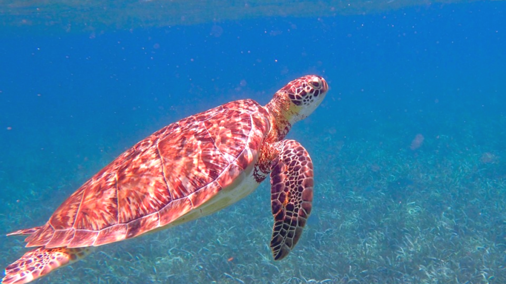 Tartaruga em Belize
