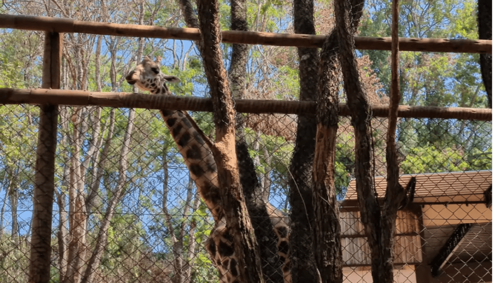 Imagem de Girafa no Zooparque de Itatiba