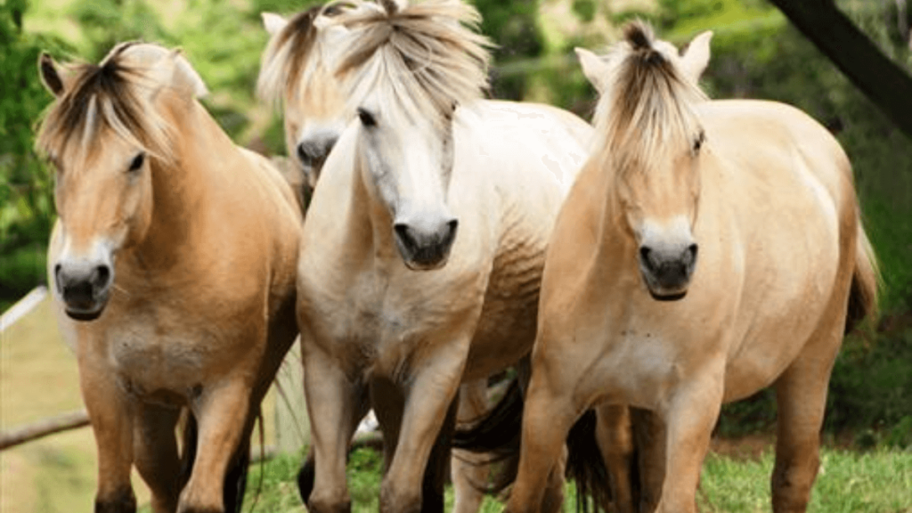 Imagem dos Cavalos para cavalgada ecológica