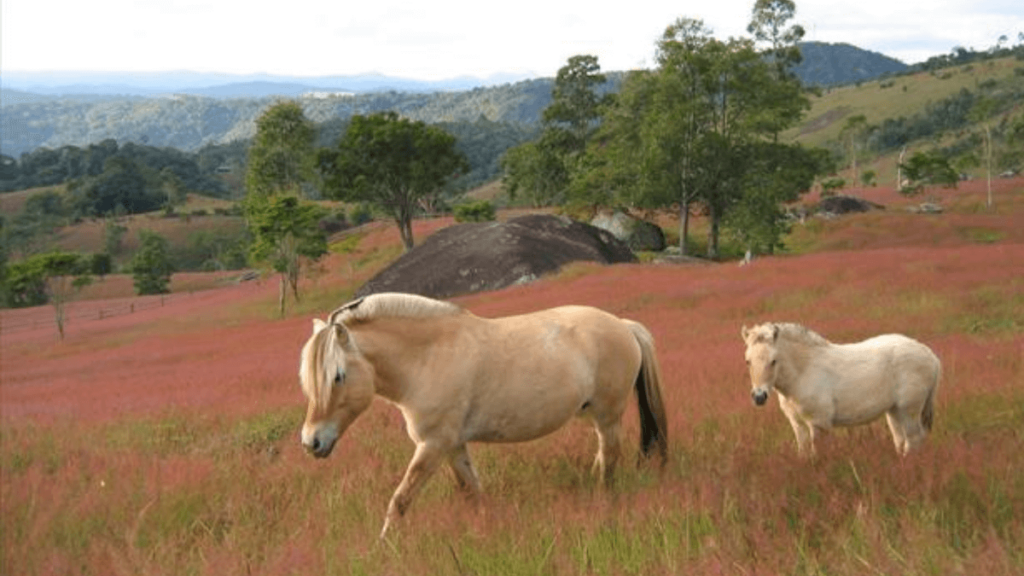 Cavalos da raça Fjord Para Cavalgada Ecológica