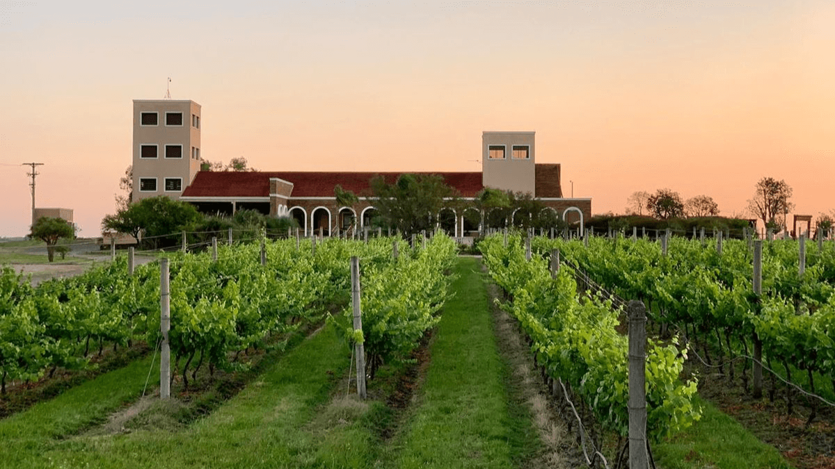 Imagem da Vinícola Guatambu, em Pampa, RS.