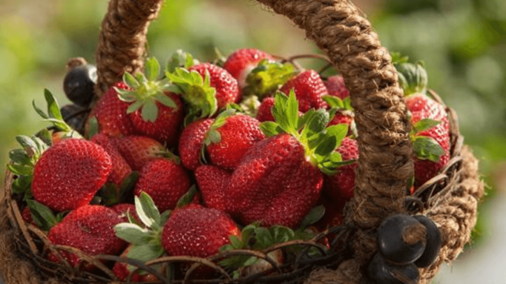 imagem das frutas orgânicas do lugar