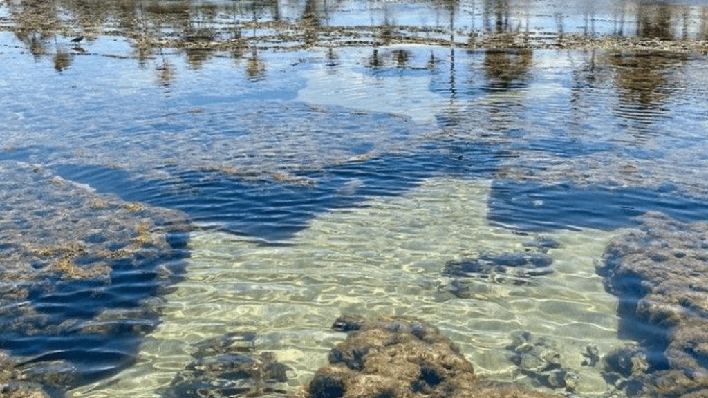 Piscinas Naturais: Imagem das piscinas naturais na Praia do Forte, no estado da Bahia. 
