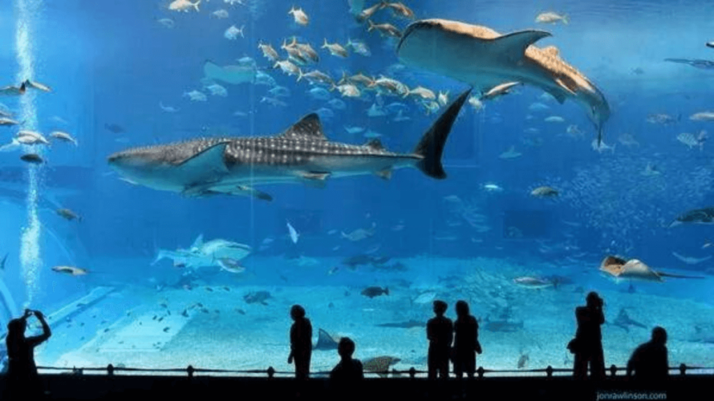 Imagem do Okinawa Churaumi Aquarium