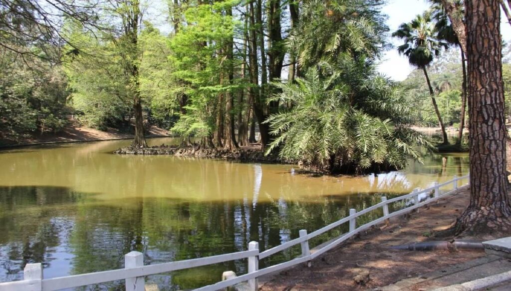 Imagem da reserva natural no Horto Florestal.