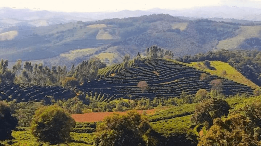 Rota do Café Especial