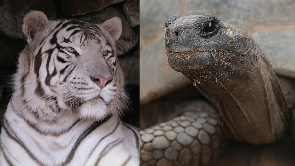 Cágado e Tigre no Zoológico de São Paulo