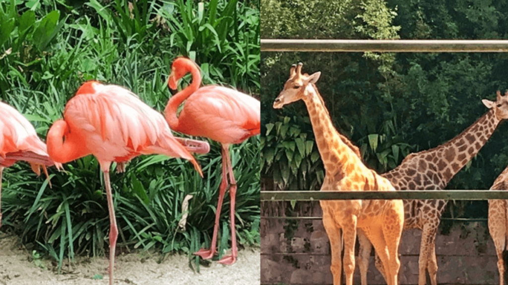 Flamingos e Girafas no Zoológico de São Paulo