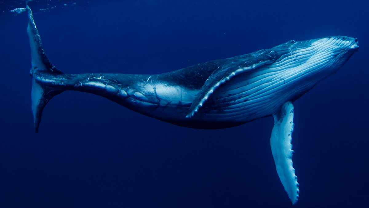 Melhores lugares para observar baleias no Brasil