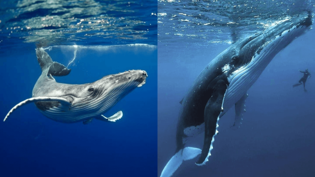 Conheça os melhores lugares para observar baleias no Brasil