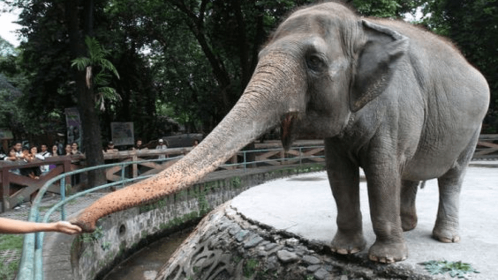 Elefante no Zoológico de Manila