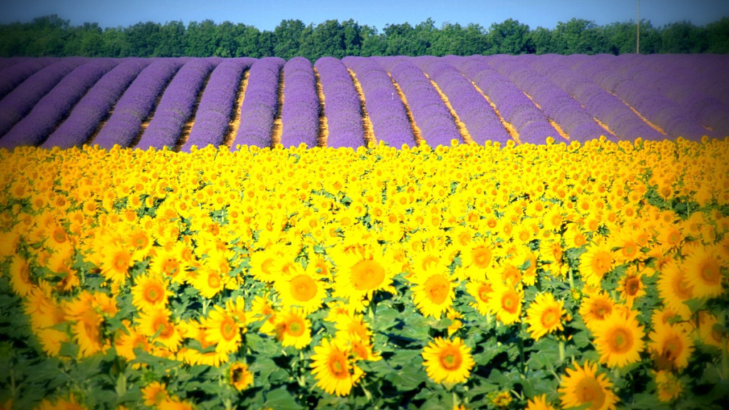 Girassóis e Campos de Lavanda na França