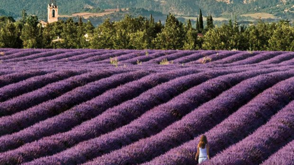 Campos de Lavanda na França