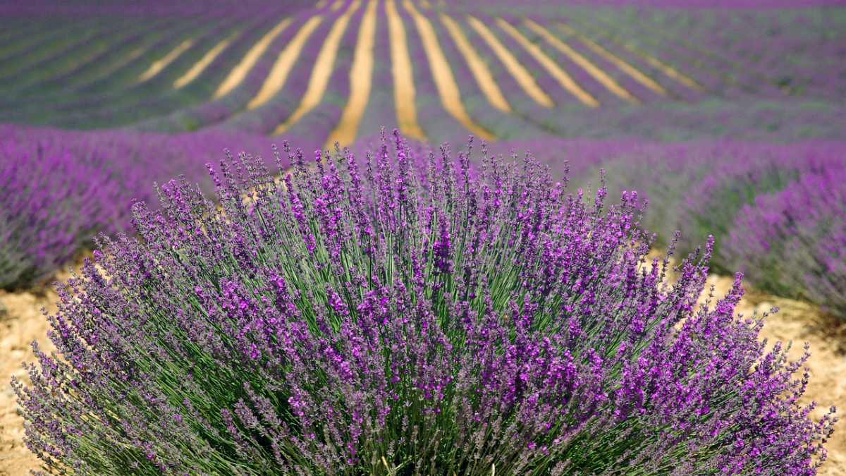 veja Campos de Lavanda na França