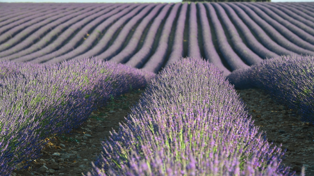 Lindos Campos de Lavanda na França