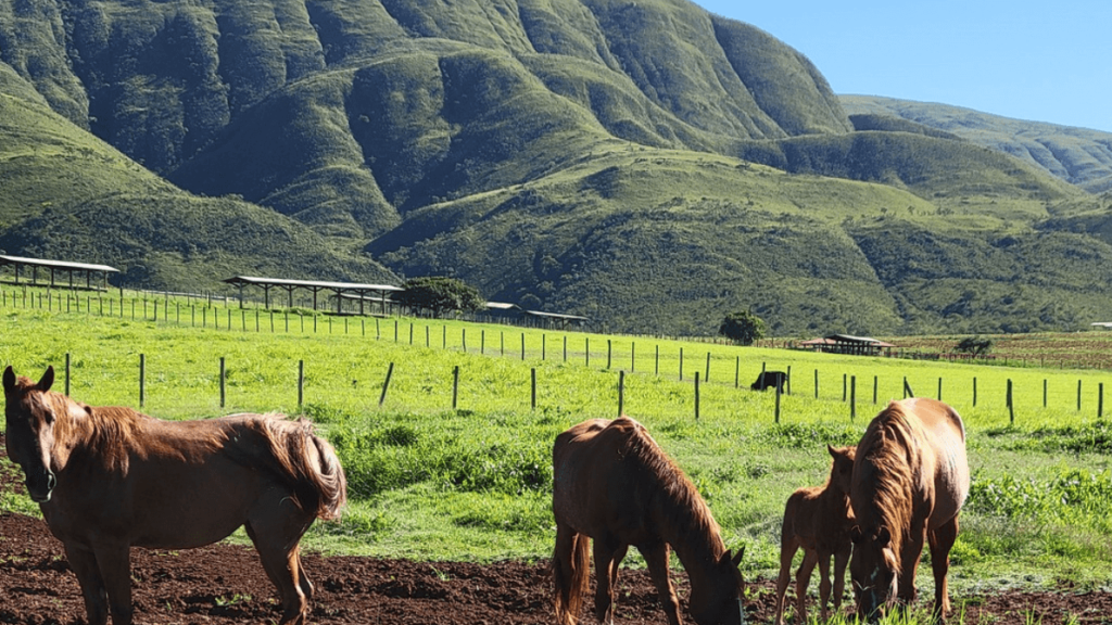 3 cavalos marrons pastando com montanhas verdes ao fundo