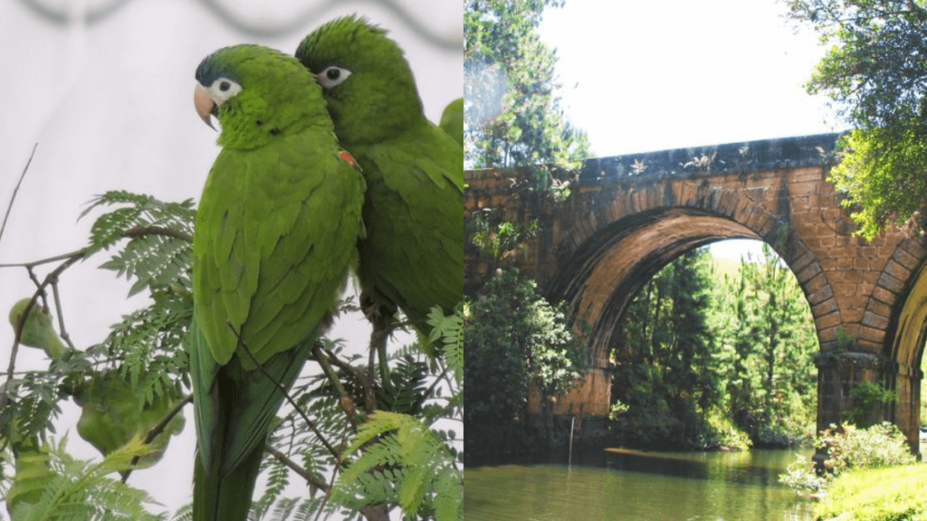 2 papagaios verdes, ponte de Dom Pedro sob rio do Recanto dos Papagaios