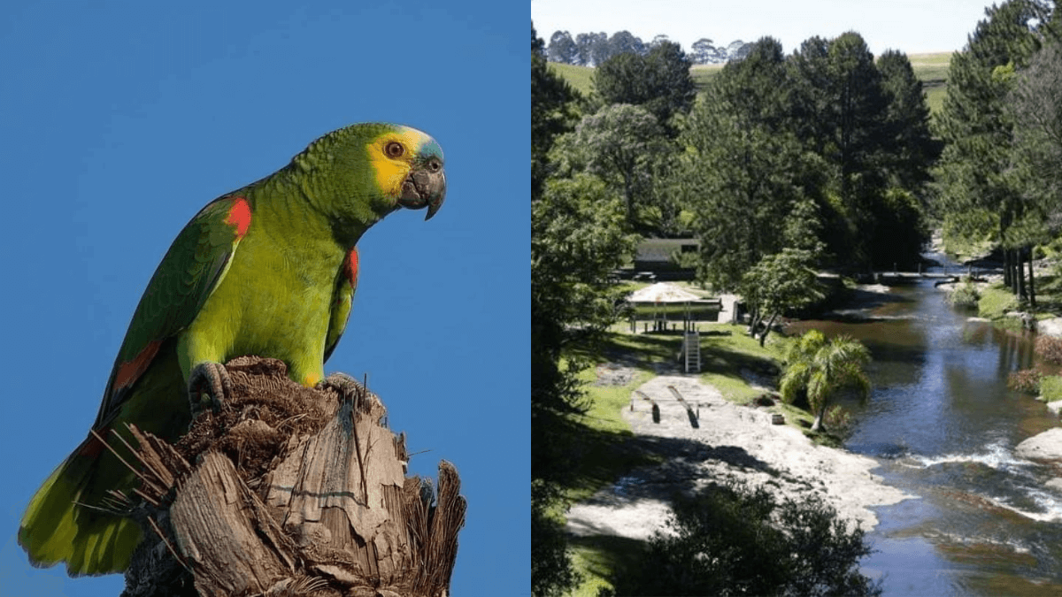 Papagaio verde, rio do recanto dos papagaios.