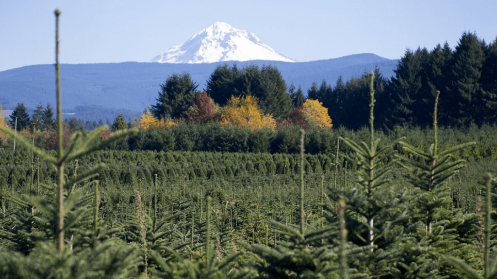 vista da natureza do Oregon, pinheiros e a montanha nevada ao fundo