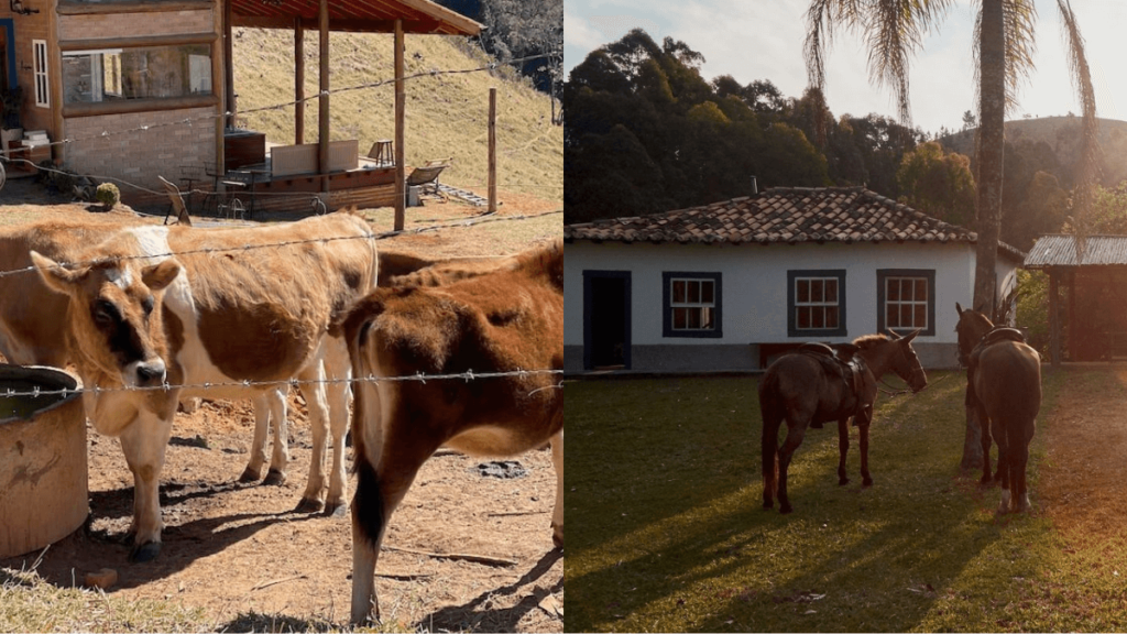 vacas marrons e casa de sitio com cavalos