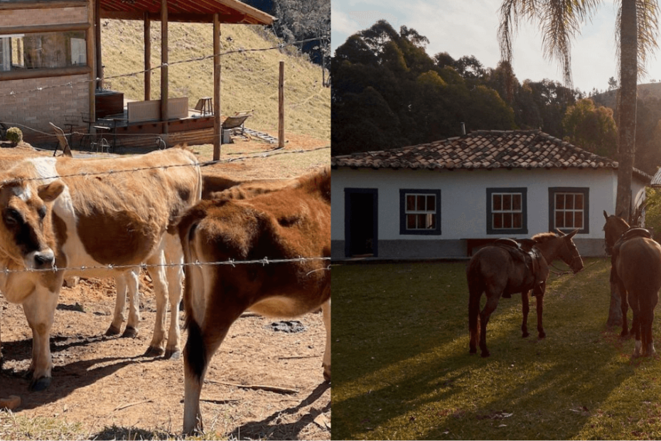 vacas marrons e casa de sitio com cavalos