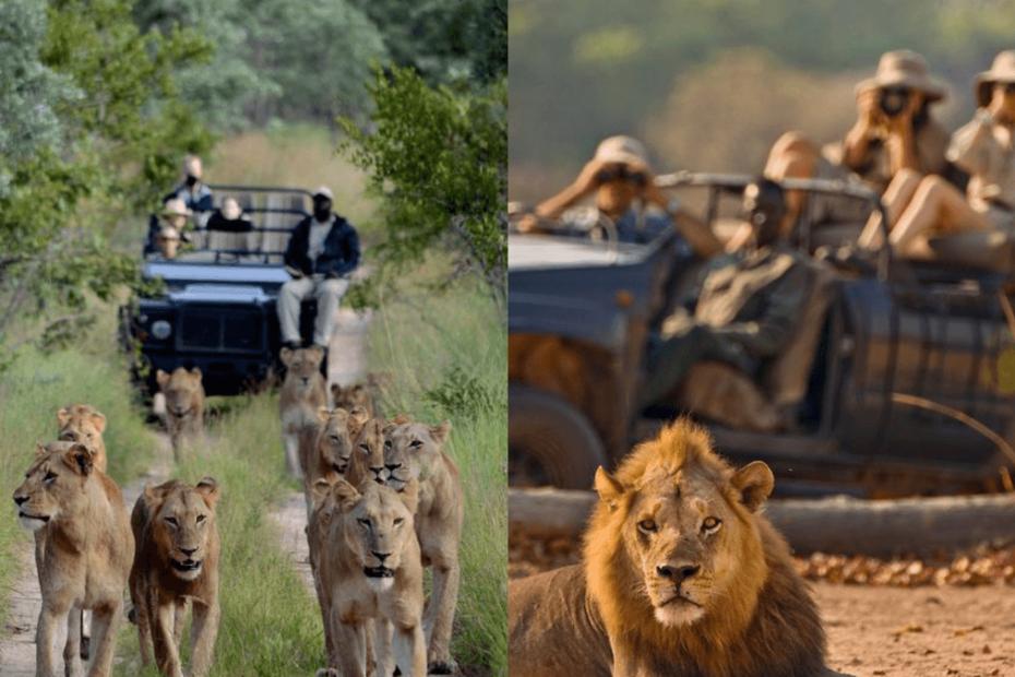 safari com leoes