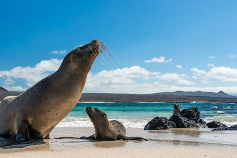 Lindos animais encontrados nas Ilhas Galápagos