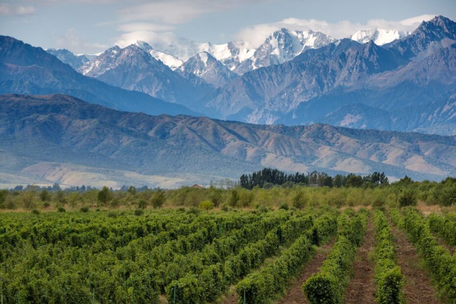 Melhores vinícolas de Mendoza: Uma paisagem de uma plantação de uva com montanhas ao fundo.