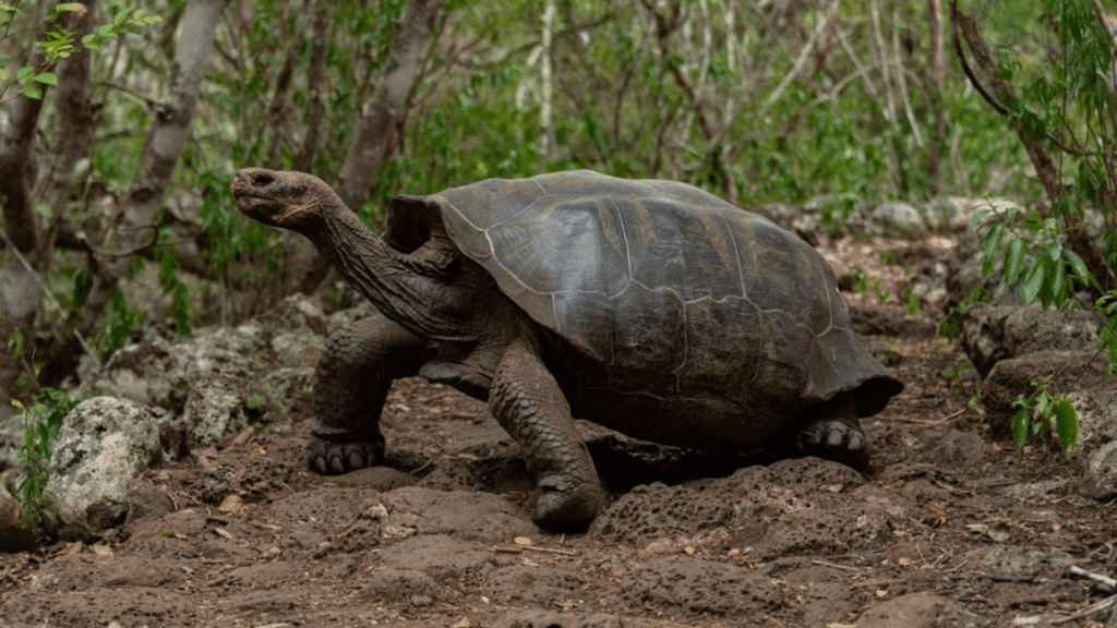Tartaruga se movimentando em uma mata.