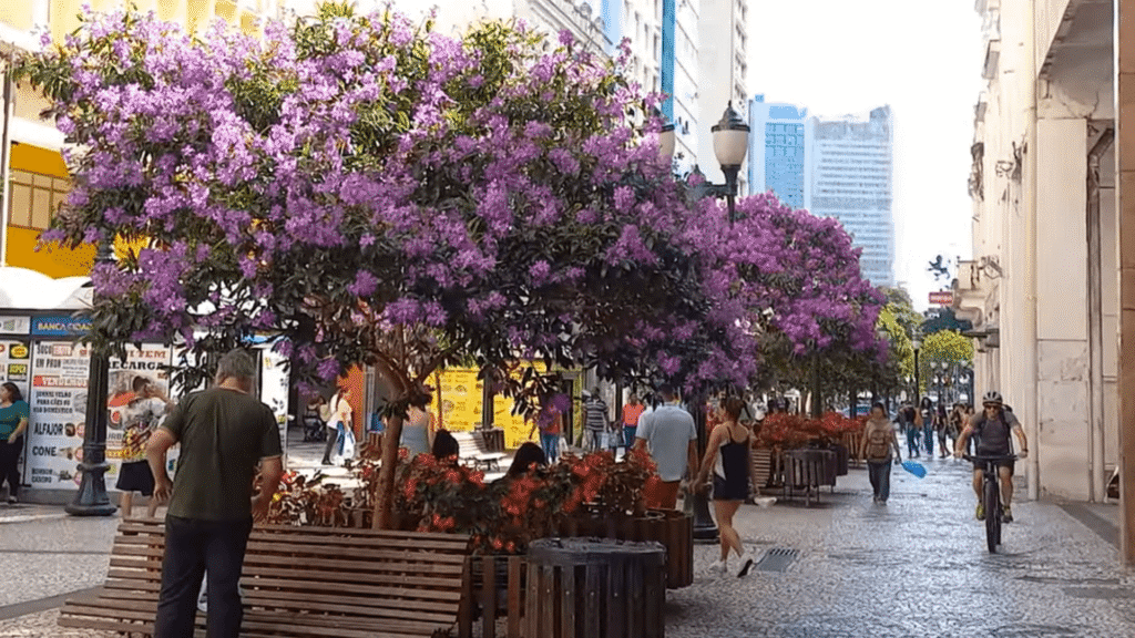 Rua XV de Novembro em Curitiba com uma arvore florida na cor rosa.